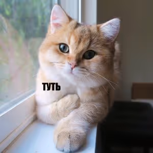 Russian Cat Memes