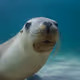 Underwater Wildlife