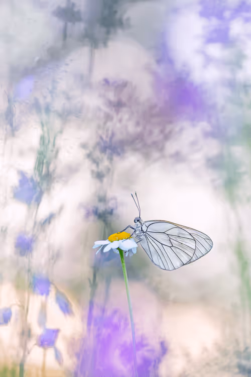 Item #93266284144830197482070166844715761700417272028228172866766761863565107265537 Media