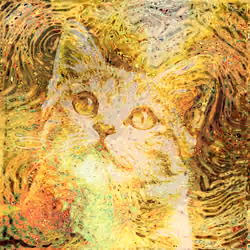 Cat Distortion#14