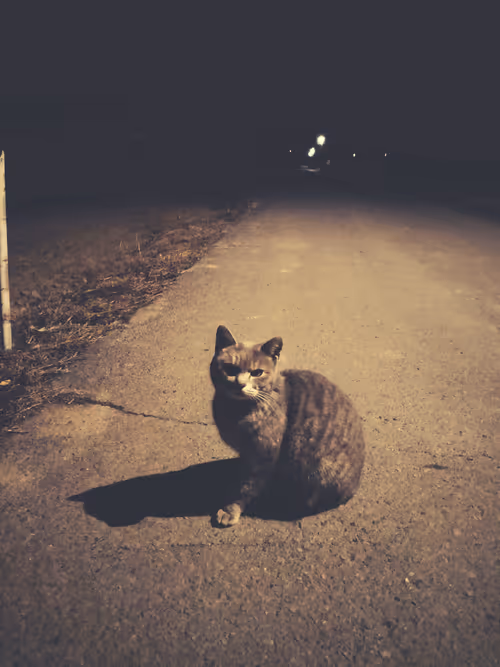 Item #27808391261739682212978994508134767813095033586491870534816189116315414298625 Media