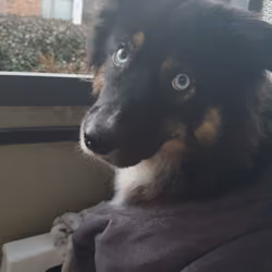 Amira 