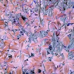 Plants without seasons