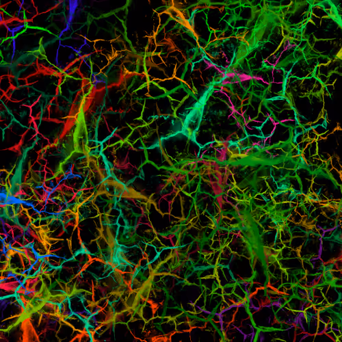 Item #50918555062582210159273167721725581522404743190091886750106034873997516079105 Media