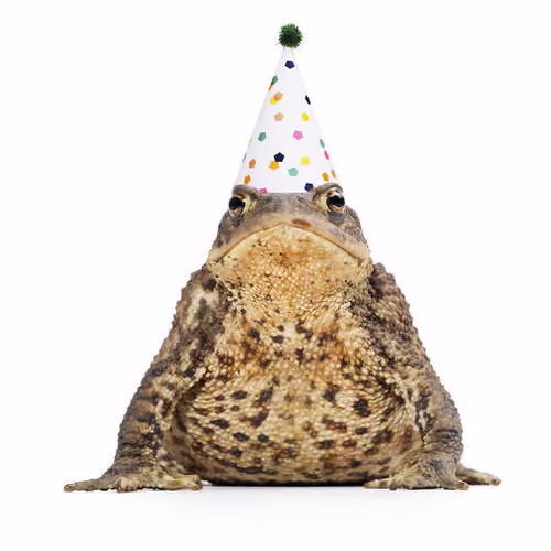 My Frog That I can Sell :)