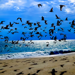 Flock.