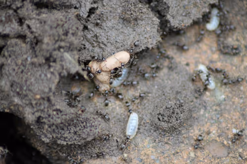 Item #51124555051901614330264480006545612592022390906904121289505624527224352800769 Media