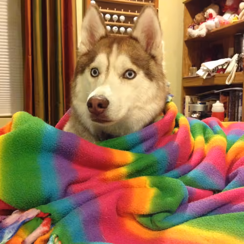 Koda in her Rainbow Blanket