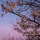 forever skies