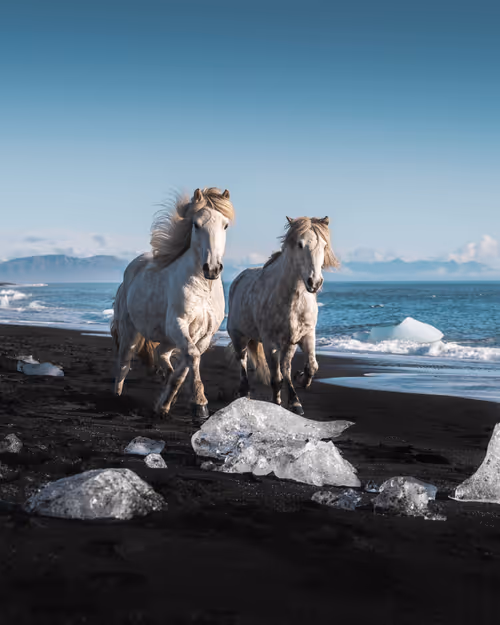 Item #71348397378810690825618428912408306798479722983811327082816877868628261732353 Media