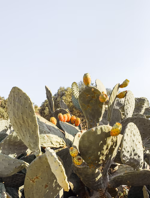 Item #57479553185220835653217369803526840732954430889242358118242524214366807523329 Media