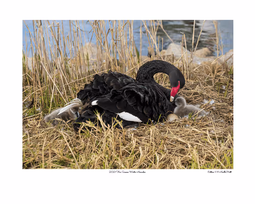 Item #24600310660482288606297797528155087939323639147399647196853483669927585906689 Media