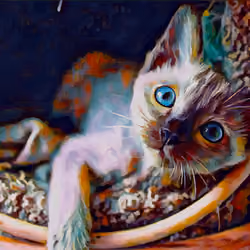 SWEETHEART Burmese Kitten