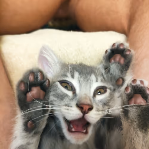 Untitled Collection #91902858