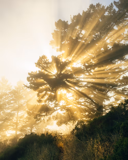 Item #99379921276153973634104125152908526548510783699959858376338453581001662660609 Media