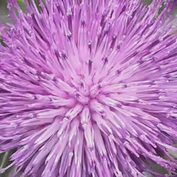 #5678 Pink Explosion