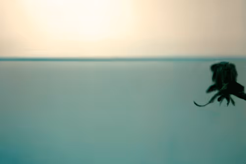 Item #101713277105975589639880448454091243544280285560533982294413790939773965172746 Media