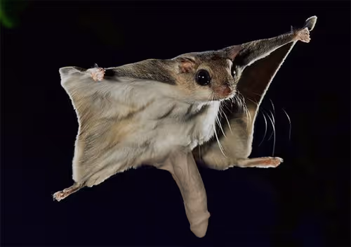 Item #3299935879030595428675909296009240746146780516174219765040948462043894120453 Media