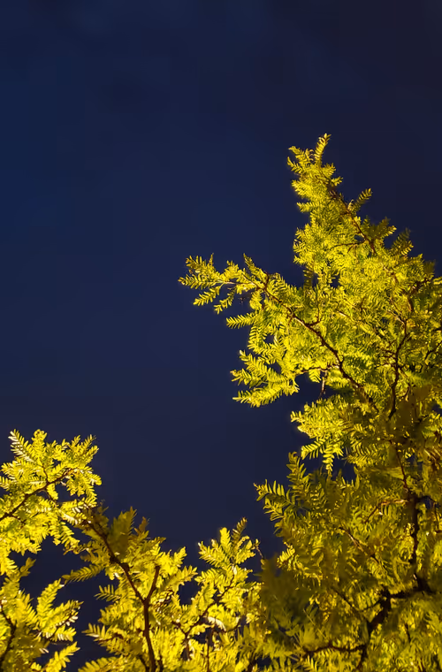 Item #21141452991235844829580702888383374661578493181426809787587219096343515496449 Media