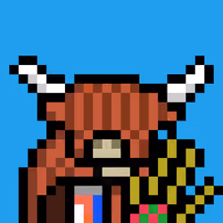 Highland Coo #101