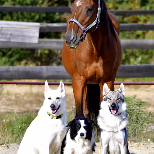 Beloved animals #1