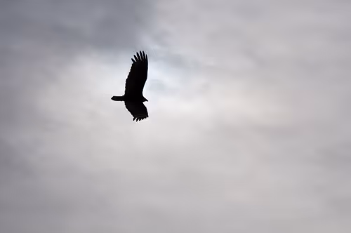 Item #53066580447893182690859255571300366451776015640198026771655436653405440835585 Media