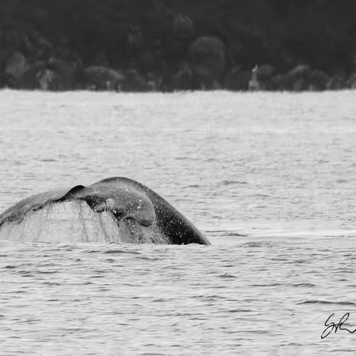 Coastlifephotography