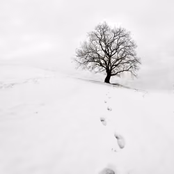 Loneliness