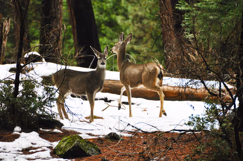 Item #92971587401879212914465603849674525645265351012255145539777938556426674765825 Media