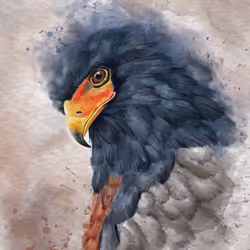 The Graceful Bird of Prey