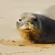 Sleepy Seal