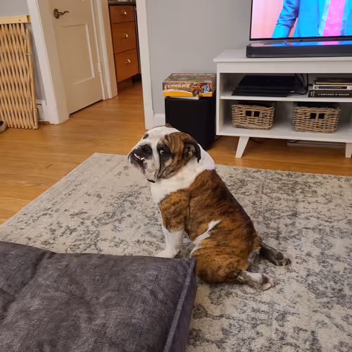 Frankenstein The Bulldog