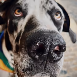boop 2