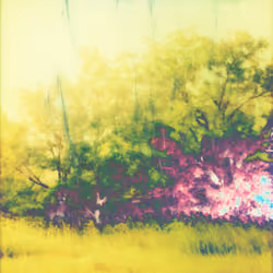 Down By The Wood - Positively Reversed #006