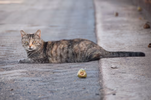 Item #92971587401879212914465603849674525645265351012255145539777938568521302671364 Media