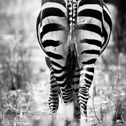 Zebra Butt
