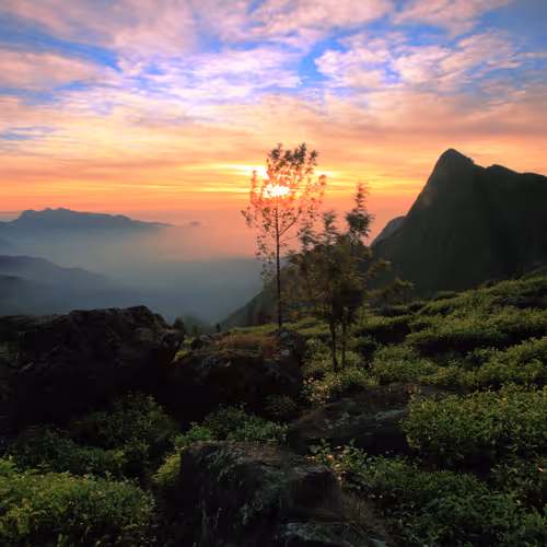 Hues of Kolukkumalai : HOK-007