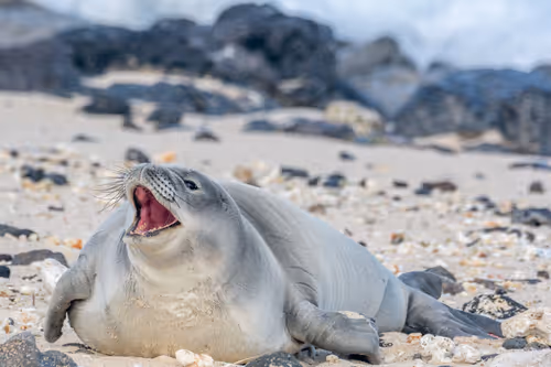 Item #82668664347853387025205030792162106913974488761724448252059371138978074853377 Media