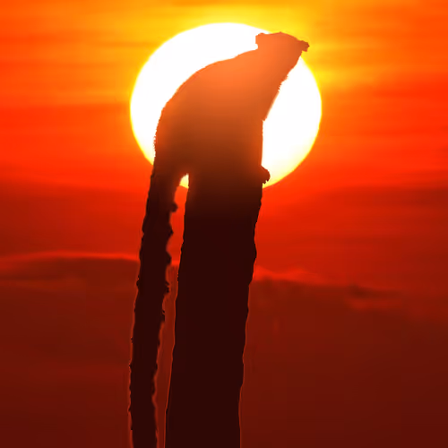 Safe at summit