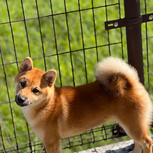 doge
