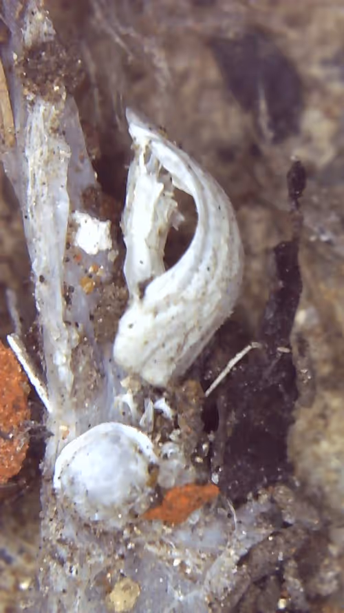 Item #26658692853047594662684063584859351739740990353533291936945253097688958763009 Media