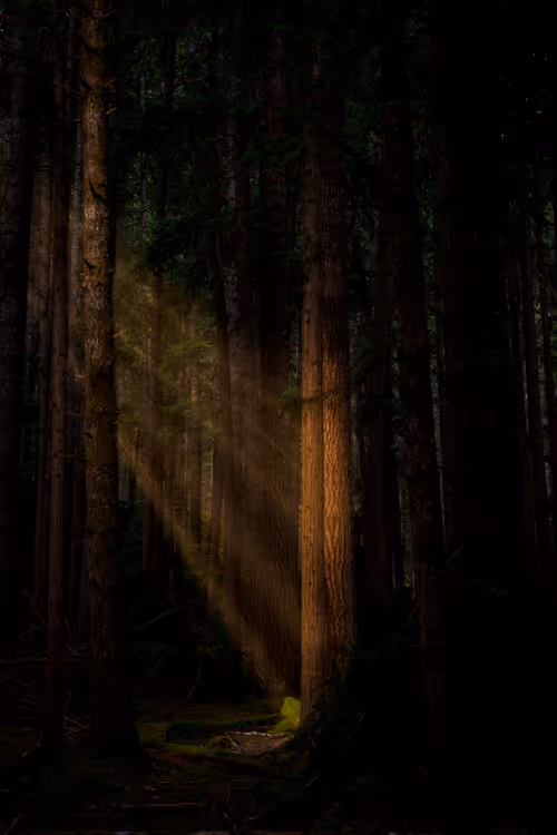 Item #68893585543807319925330967808538718473616889989347730596649157788729794887681 Media