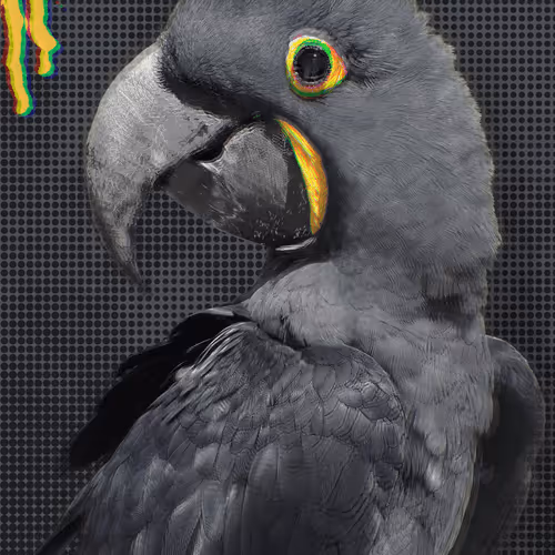 Pr8 Flock