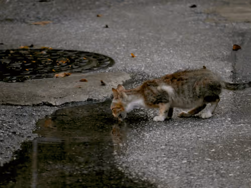 Item #55455677318123595031509472603724202920888355633279889545160944787583754305537 Media