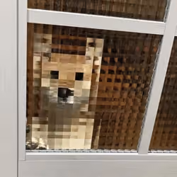 digi-doge