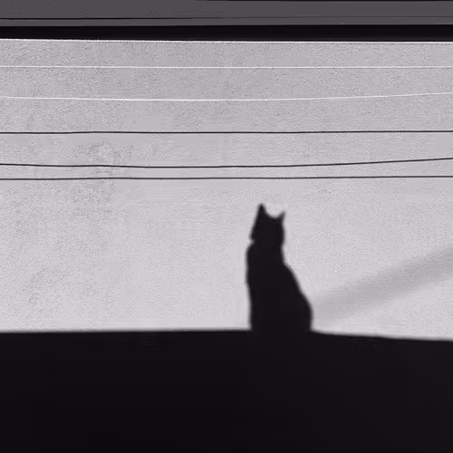 Mysterious cat on the wall