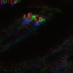 Screaming Man 95