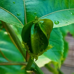 Passiflora Flower Bud