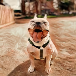 #10 Don - Frenchie Bulldog