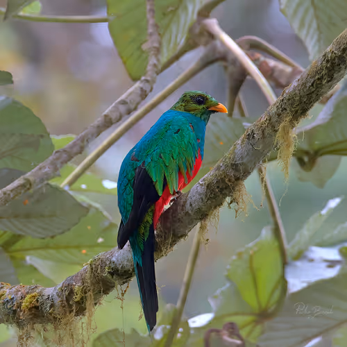 Item #76723362783280478533997952640177478162370392864243199552253501740395213619201 Media